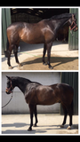 Champion Tails Maximum Effect Semi Permanent Hair Colour