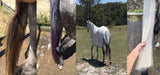 Champion Tails Silver Highlight shampoo