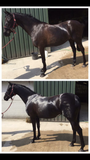 Champion Tails Maximum Effect Semi Permanent Hair Colour