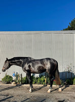 Bee Kind Activated Charcoal & Kakadu Plum Shampoo For Dark, Light & White Horses
