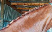 Bee Kind Plaiting Wax